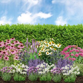 Staudenbeet "Schmetterlingsglück im Spätsommer", 16 Pflanzen, bunt*