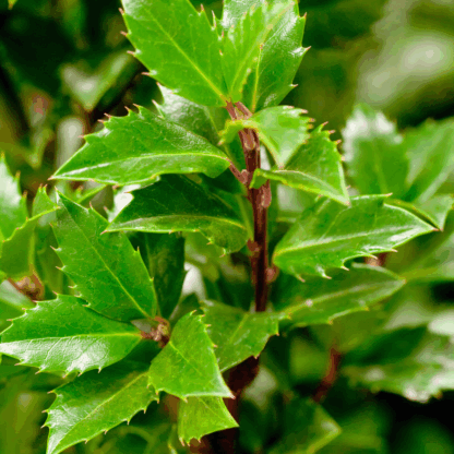 Stechpalme 'Heckenpracht', braun*