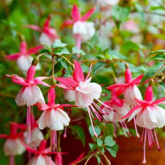 Stehende Fuchsie*