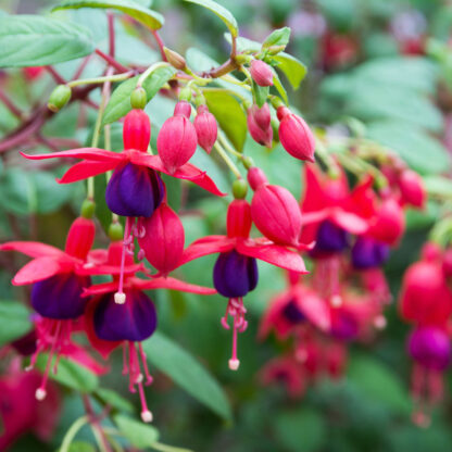 Stehende & Hängende Fuchsie, 5er-Set, 5 Pflanzen, lila*