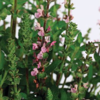 Steppen-Salbei, rosa*