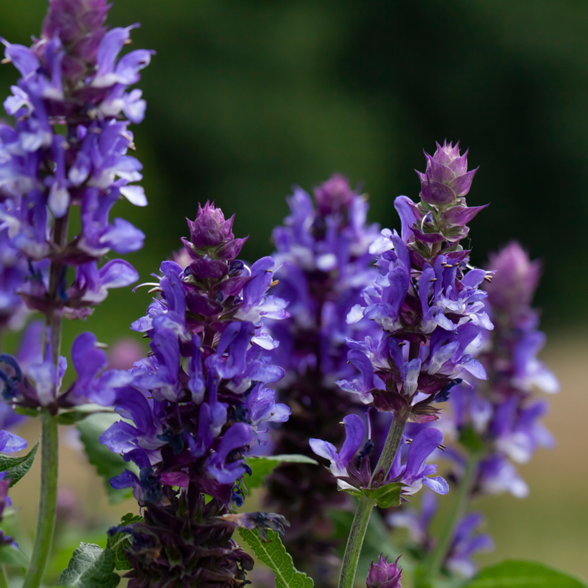 Steppen-Salbei, violett*