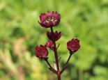 Sterndolde 'Ruby Wedding', Astrantia major 'Ruby Wedding', Containerware*