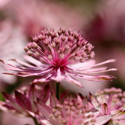 Sterndolde 'Star of Love', rot-rosa*