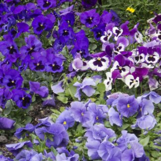 Stiefmütterchen-Mix, 8 Pflanzen, violett*