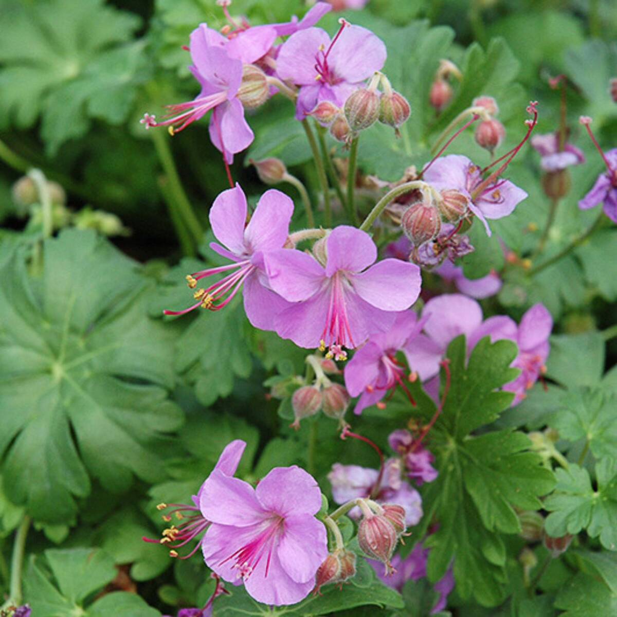 Storchschnabel 'Cambridge', dunkelrosa*