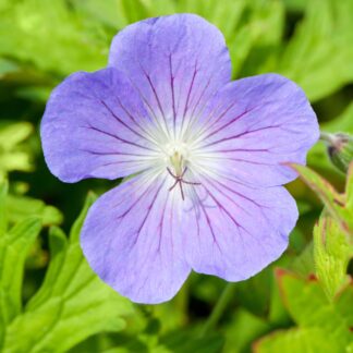 Storchschnabel 'Johnson´s Blue', violett*