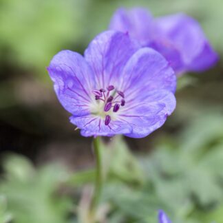 Storchschnabel 'Rozanne®', violett*