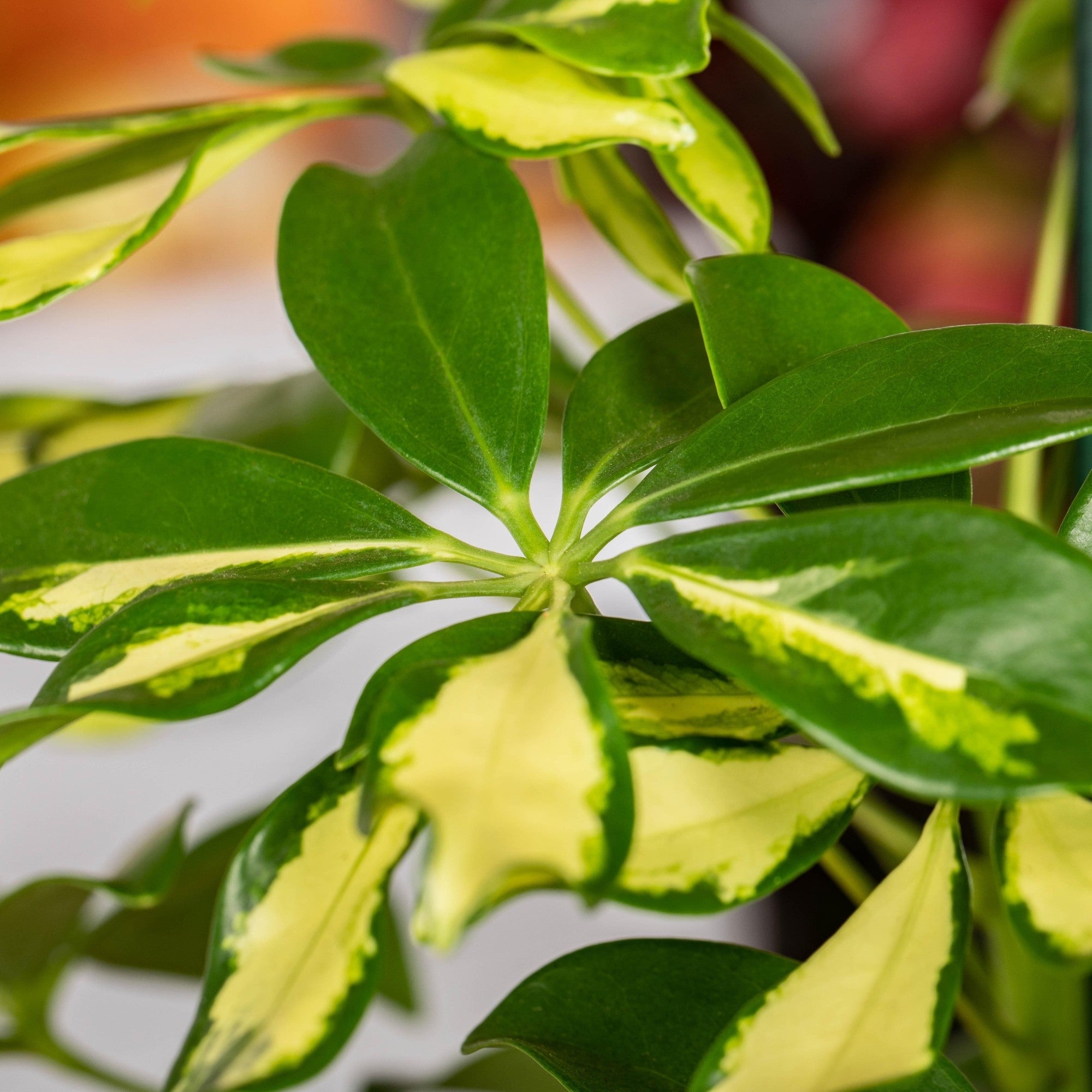 Strahlenaralie 'Gerda'*