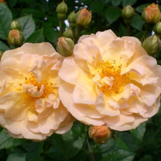 Strauchrose 'Ghislaine de Feligonde', gelb*