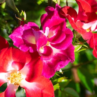 Strauchrose Rosy Boom® 'Colour Change', rot*
