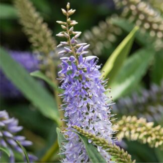 Strauchveronika 'All Blooms®', blau*