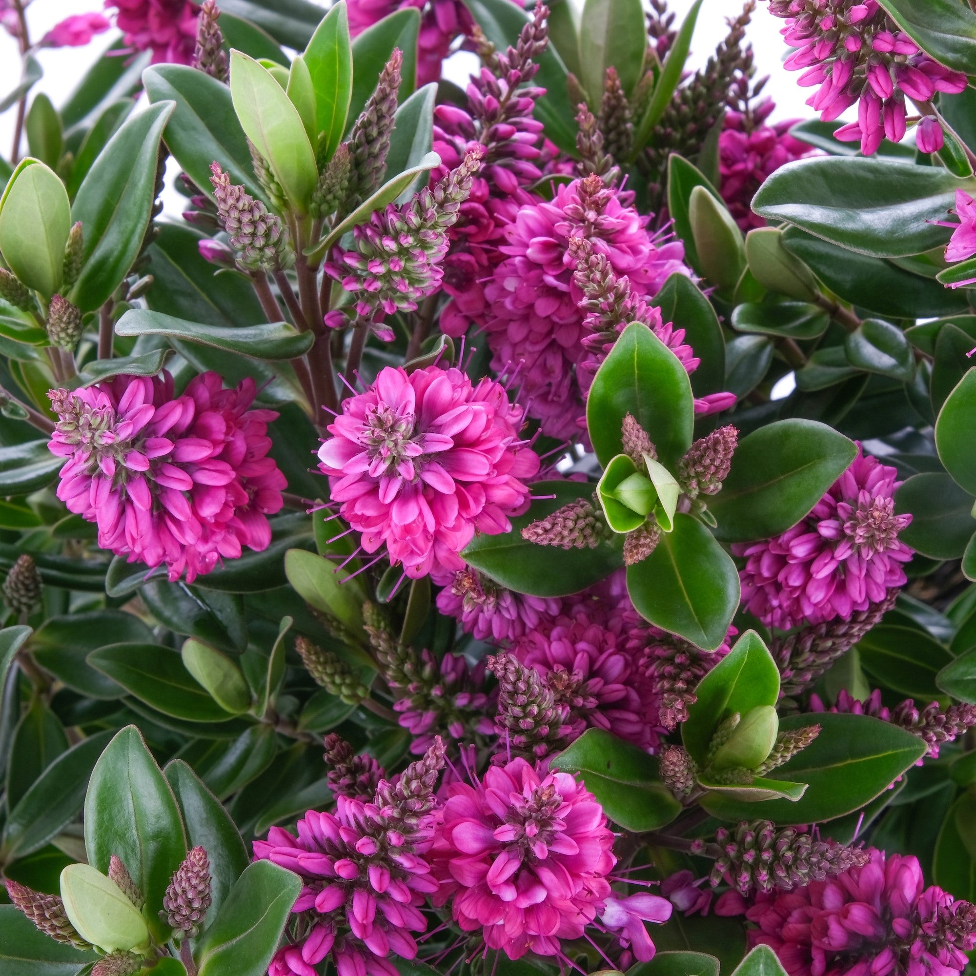 Strauchveronika 'All Blooms®', pink*