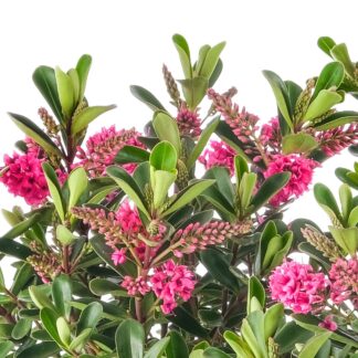 Strauchveronika 'All Blooms®', rot*