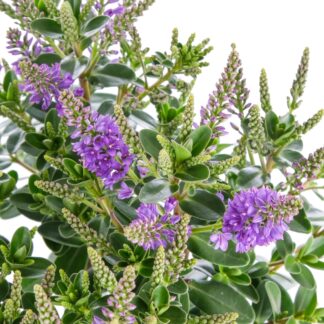 Strauchveronika 'All Blooms®', violett*
