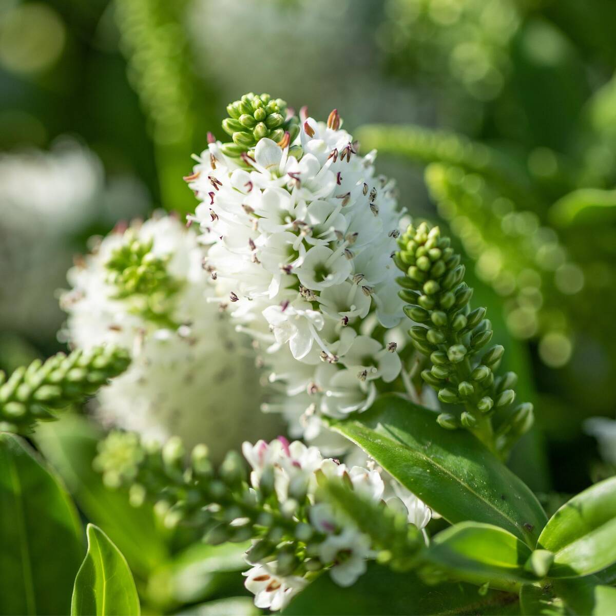 Strauchveronika 'All Blooms®', weiß*