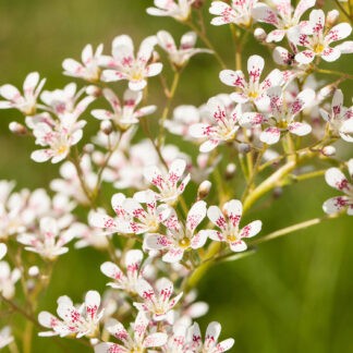 Strauß-Steinbrech 'Southside Seedling' Lieferform: Im 9 cm Topf*