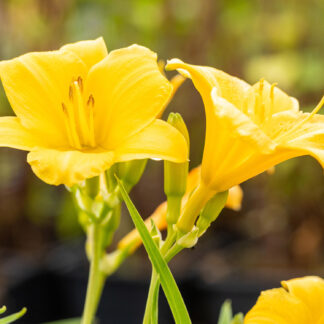 Taglilie 'Stella d' Oro' 9 cm Topf Lieferform: Im 9 cm Topf*