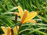 Taglilie, Hemerocallis dumortieri, Topfware*