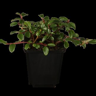 Teppichmispel 'Radicans', weiß*