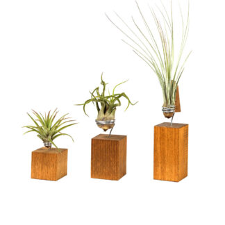 Tillandsien-Set auf Holz, 3 Tillandsien auf Holz*