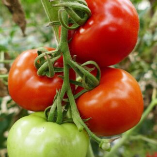 Tomate 'Ferline', F1*