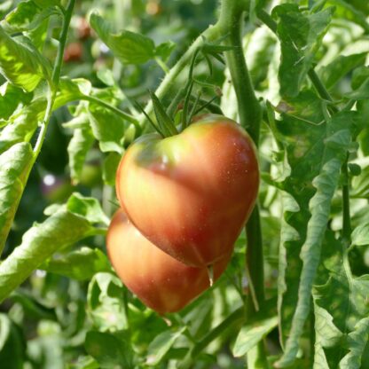 Tomate 'Ochsenherz', gelb*