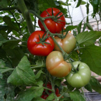 Tomate 'Previa', veredelt*