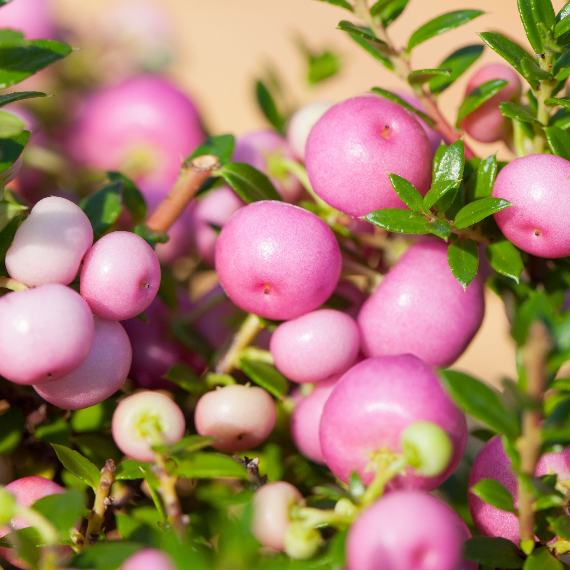 Torfmyrte, rosa*