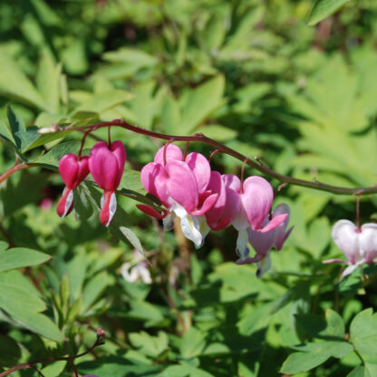 Tränendes Herz (rosa) 9 cm Topf Lieferform: Im 9 cm Topf*