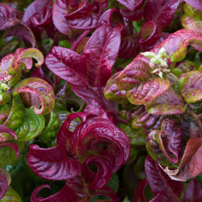 Traubenheide 'Curly Red®'*