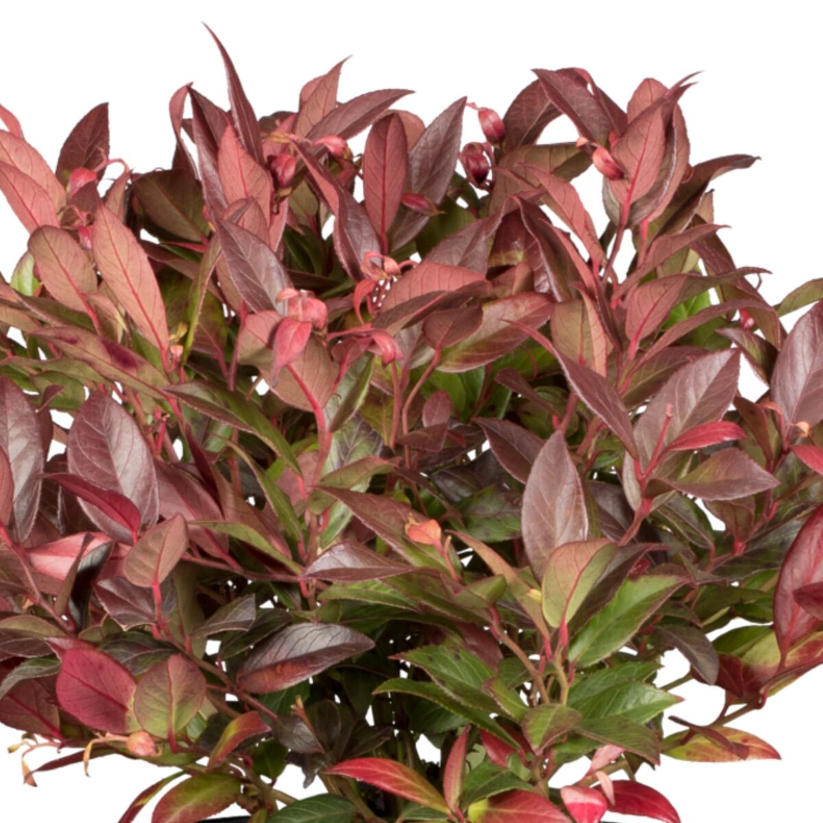 Traubenheide 'Zeblid'*