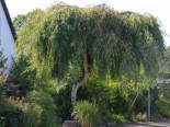 Trauerbirke / Hängebirke / Sandbirke / Weißbirke 'Youngii', Stamm 125 cm, 150-175 cm, Betula pendula 'Youngii', Stämmchen XXL*