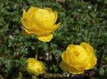 Trollblume 'Lemon Supreme', Trollius x cultorum 'Lemon Supreme', Containerware*