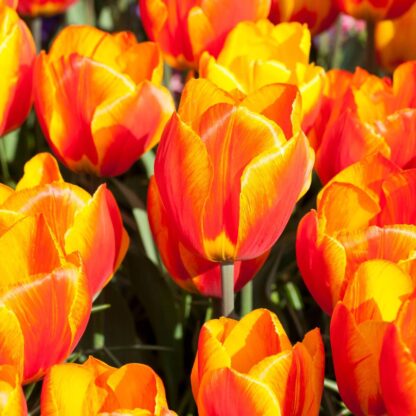 Tulpe 'Flair', orange*