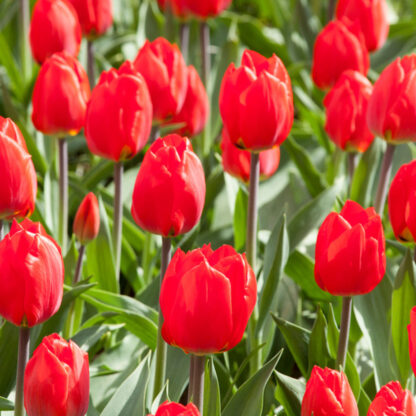 Tulpe, rot*