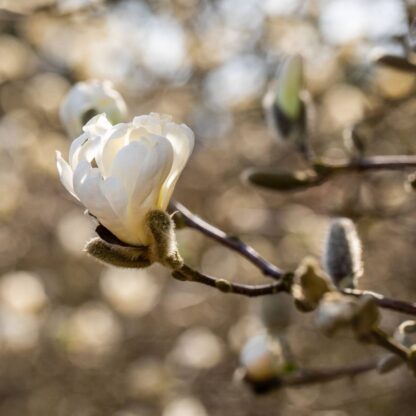 Tulpen-Magnolie, weiß*