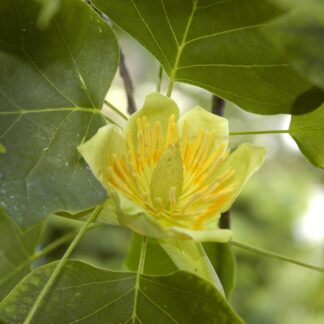 Tulpenbaum, gelb*