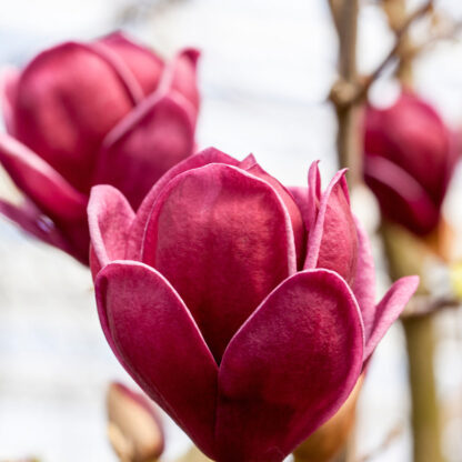 Tulpenmagnolie 'Genie®', rot*