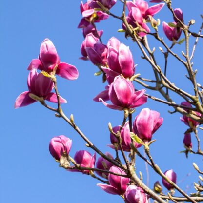 Tulpenmagnolie 'Nigra', rosa*