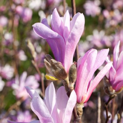 Tulpenmagnolie 'Susan', rot*