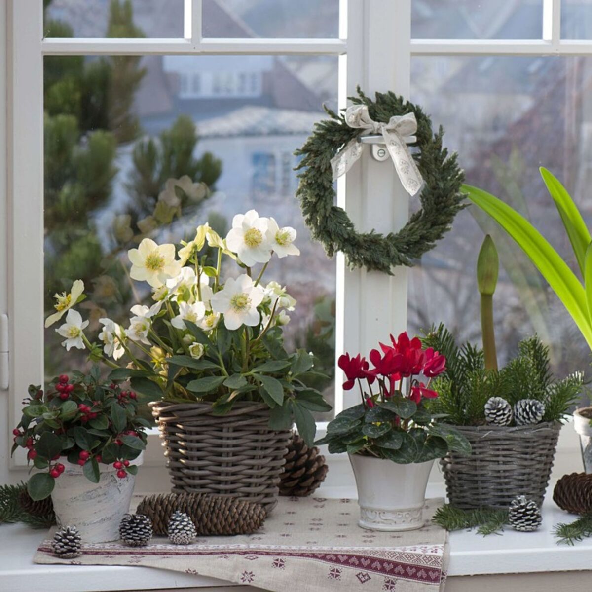 Verspieltes Winterensemble, 6 Pflanzen*