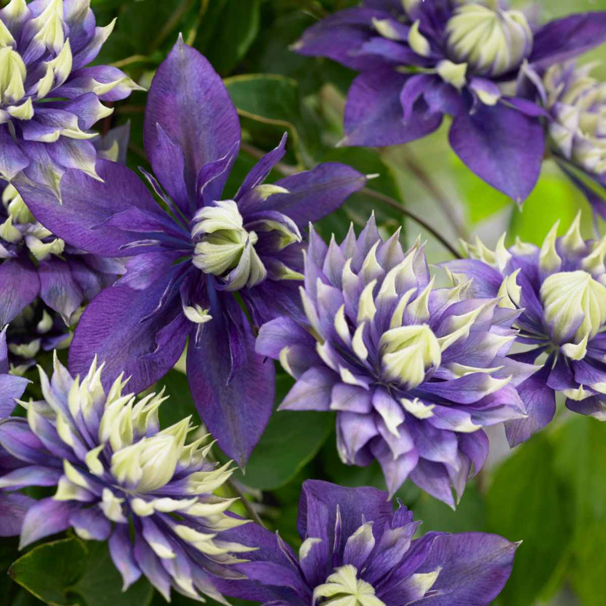 Waldrebe 'Taiga®', violett*