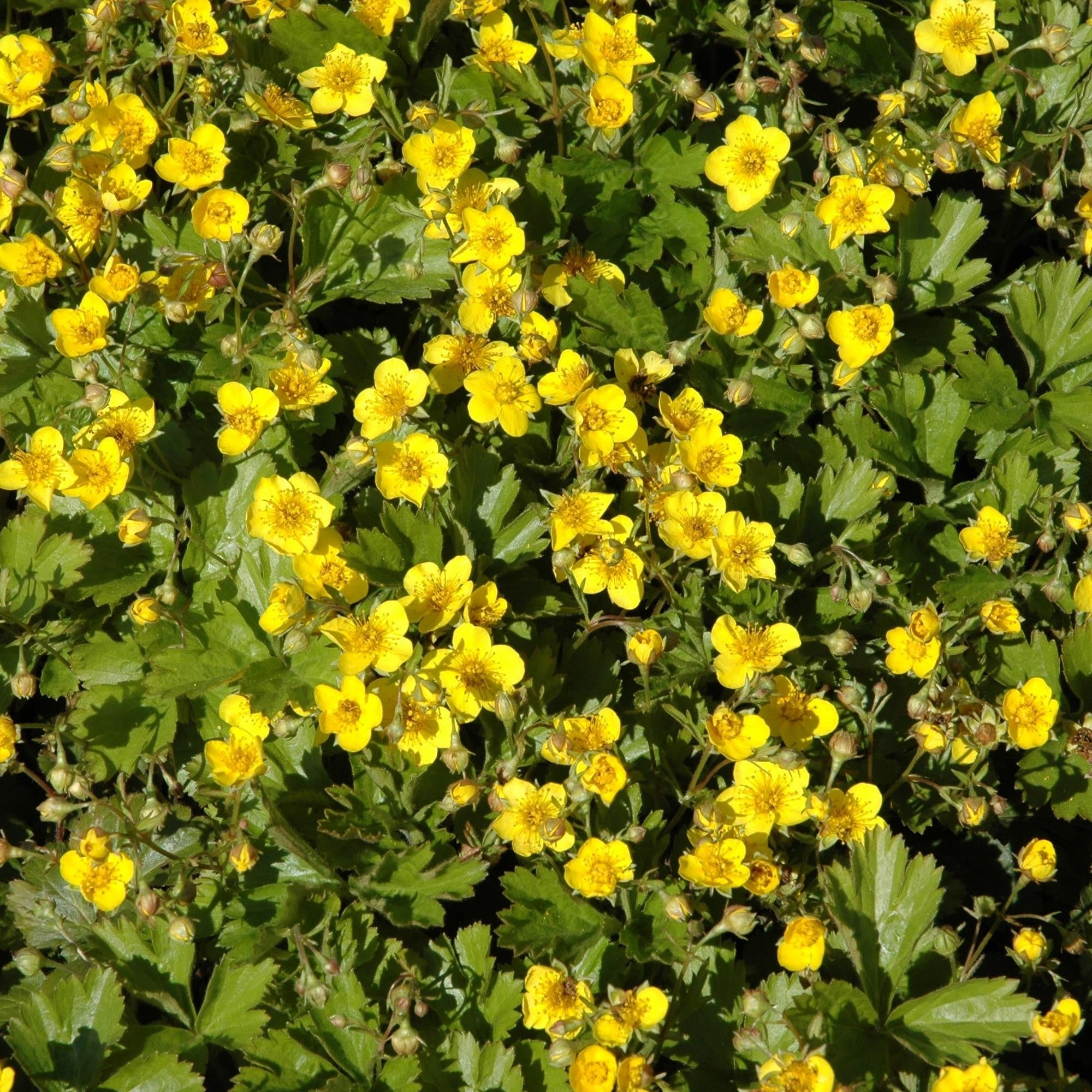 Waldsteinie, gelb*