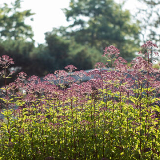 Wasserdost - Purpurdost - Großer Gartendost Lieferform: Im 9 cm Topf*