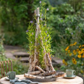 Wasserpflanzen "Flatternde Schönheit", 8 Pflanzen, 8 Pflanzen*