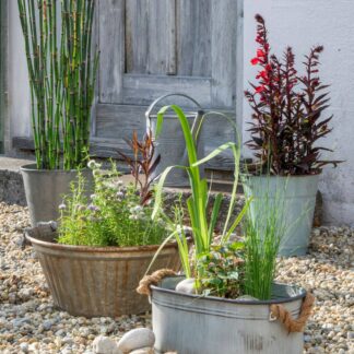 Wasserpflanzen "Natürliche Teichbewohner", 11 Pflanzen, 11 Pflanzen*