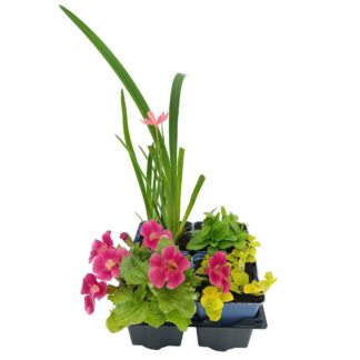 Wasserpflanzen-Set "Bienenparadies am Teich", 4 Pflanzen, 4 Wasserpflanzen, bunt*