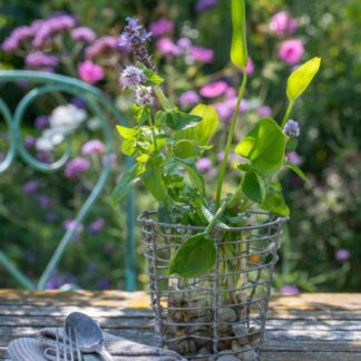 Wasserpflanzen "Teichmagie", 11 Pflanzen, 11 Pflanzen*