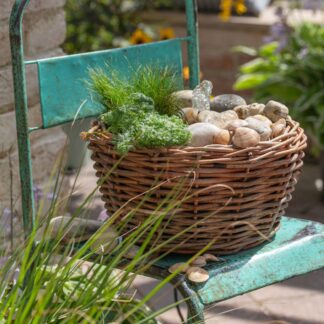 Wasserpflanzen "Teichzauber", 3 Pflanzen, 3 Pflanzen*